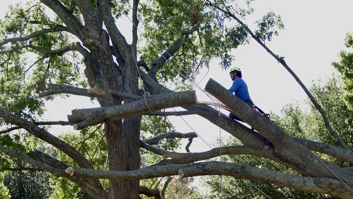 Professional Hazardous Tree Removal performed by certified arborists in Cherry Point